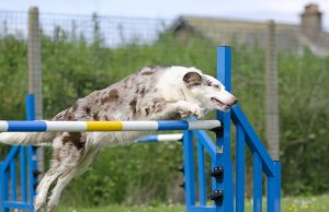 A border collie jumping